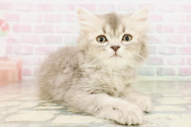 東京都のサイベリアン (Coo&RIKU足立本店/2026年4月21日生まれ/男の子/ブルー)の子猫の3枚目の画像