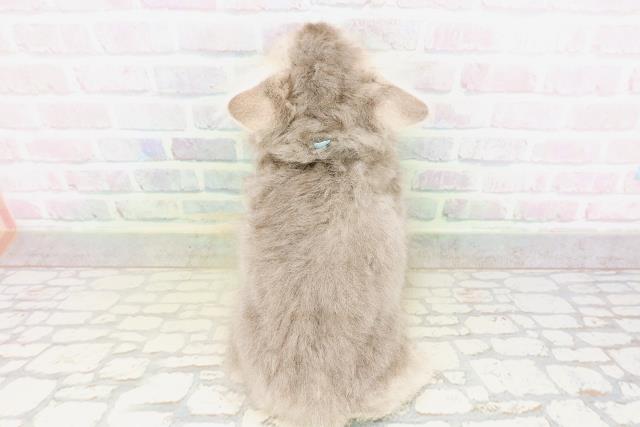 東京都のサイベリアン (Coo&RIKU足立本店/2026年4月21日生まれ/男の子/ブルー)の子猫の4枚目の画像