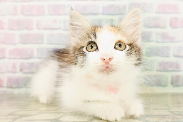埼玉県のメインクーン (Coo&RIKU川口戸塚店/2026年4月21日生まれ/女の子/キャリコ)の子猫の3枚目の画像