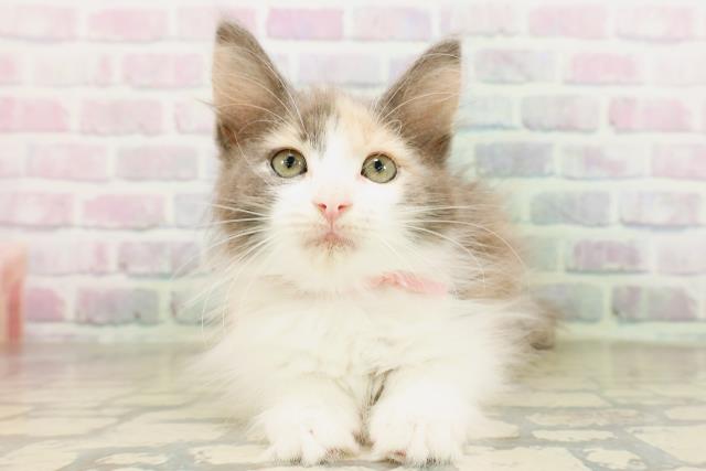 埼玉県のメインクーン (Coo&RIKU所沢店/2026年4月21日生まれ/女の子/ダイリュートキャリコ)の子猫の1枚目の画像