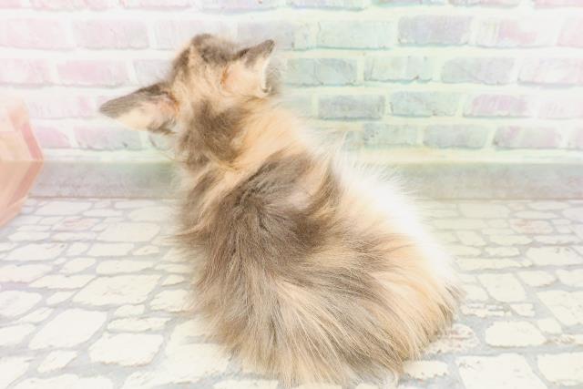 埼玉県のメインクーン (Coo&RIKU所沢店/2026年4月21日生まれ/女の子/ダイリュートキャリコ)の子猫の4枚目の画像