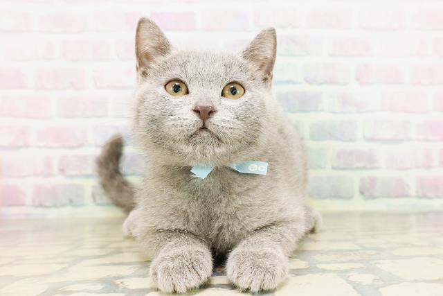 東京都のシャルトリュー (Coo&RIKU足立本店/2026年3月25日生まれ/男の子/ブルー)の子猫の1枚目の画像