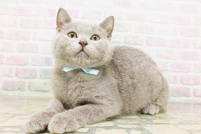 東京都のシャルトリュー (Coo&RIKU足立本店/2026年3月25日生まれ/男の子/ブルー)の子猫の2枚目の画像