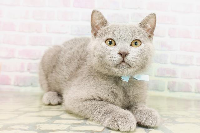 東京都のシャルトリュー (Coo&RIKU足立本店/2026年3月25日生まれ/男の子/ブルー)の子猫の3枚目の画像