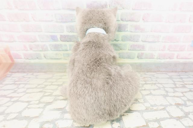 東京都のシャルトリュー (Coo&RIKU足立本店/2026年3月25日生まれ/男の子/ブルー)の子猫の4枚目の画像