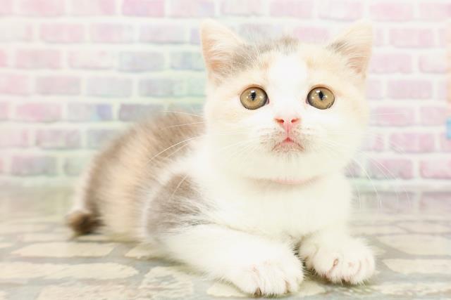 神奈川県のスコティッシュフォールド (Coo&RIKU横浜港南台店/2026年4月24日生まれ/女の子/ダイリュートキャリコ)の子猫の3枚目の画像