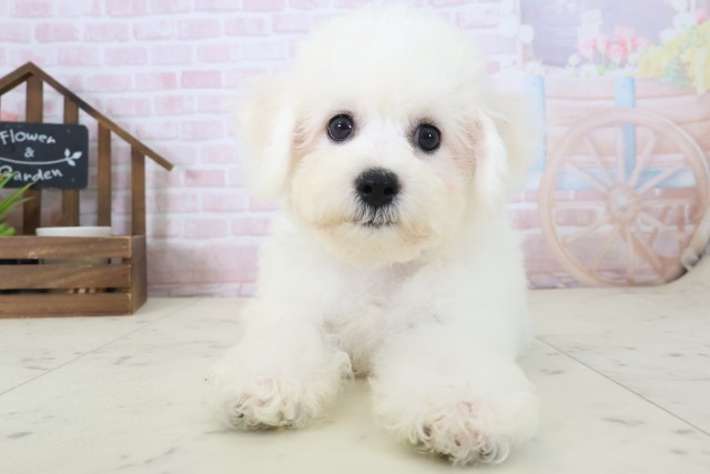福岡県のビションフリーゼ (Coo&RIKU福岡西店/2026年4月18日生まれ/男の子/ホワイト)の子犬の1枚目の画像