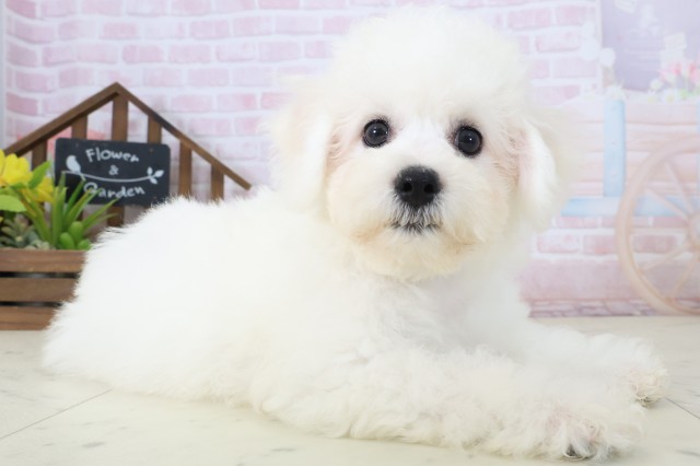福岡県のビションフリーゼ (Coo&RIKU福岡西店/2026年4月18日生まれ/男の子/ホワイト)の子犬の2枚目の画像
