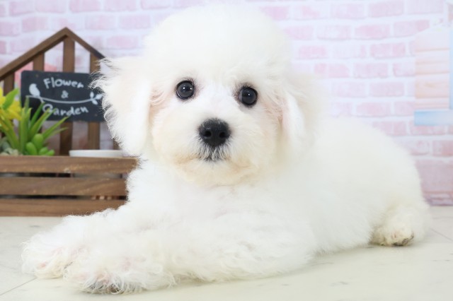 福岡県のビションフリーゼ (Coo&RIKU福岡西店/2026年4月18日生まれ/男の子/ホワイト)の子犬の3枚目の画像