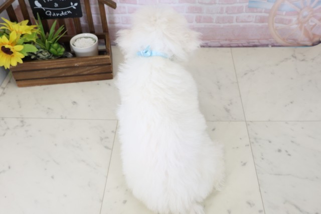 福岡県のビションフリーゼ (Coo&RIKU福岡西店/2026年4月18日生まれ/男の子/ホワイト)の子犬の4枚目の画像