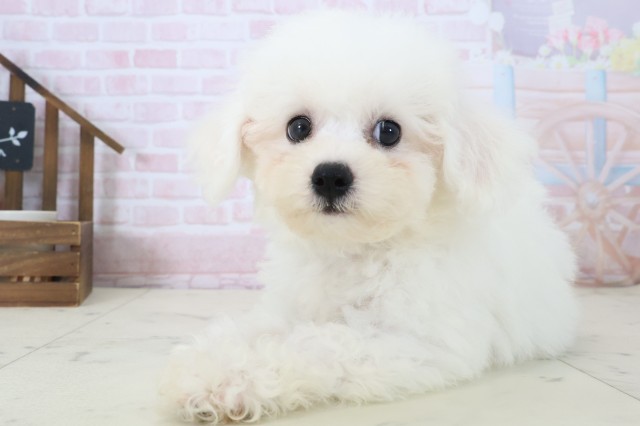 熊本県のビションフリーゼ (Coo&RIKU熊本店/2026年4月18日生まれ/男の子/ホワイト)の子犬の3枚目の画像