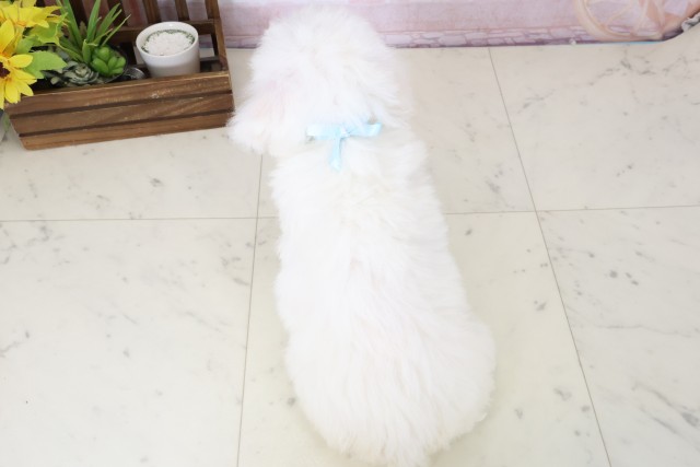 熊本県のビションフリーゼ (Coo&RIKU熊本店/2026年4月18日生まれ/男の子/ホワイト)の子犬の4枚目の画像