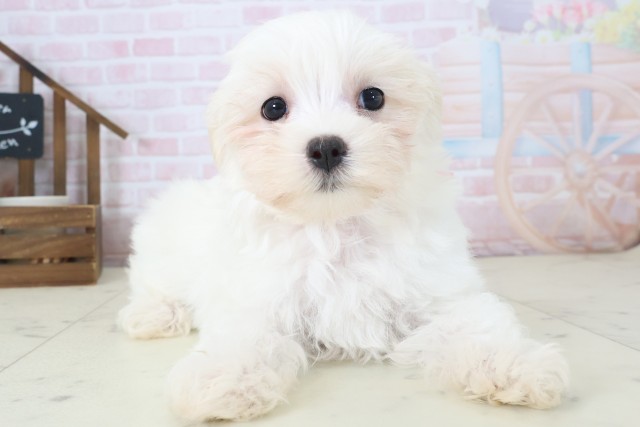 福岡県のマルチーズ (Coo&RIKU黒崎店/2026年4月23日生まれ/女の子/ホワイト)の子犬の1枚目の画像