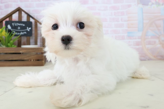 福岡県のマルチーズ (Coo&RIKU黒崎店/2026年4月23日生まれ/女の子/ホワイト)の子犬の3枚目の画像