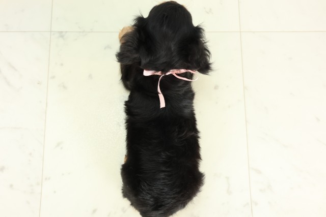 大分県のカニンヘンダックスフンド(ロング) (Coo&RIKU大分店/2026年4月27日生まれ/女の子/ブラックイエロー)の子犬の4枚目の画像