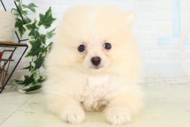 熊本県のポメラニアン (Coo&RIKUイオンモール宇城店/2026年4月27日生まれ/男の子/クリーム)の子犬の1枚目の画像