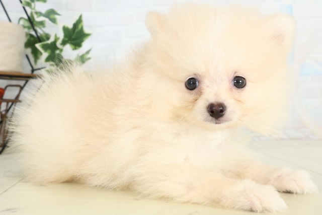 熊本県のポメラニアン (Coo&RIKUイオンモール宇城店/2026年4月27日生まれ/男の子/クリーム)の子犬の2枚目の画像