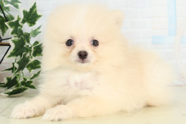 熊本県のポメラニアン (Coo&RIKUイオンモール宇城店/2026年4月27日生まれ/男の子/クリーム)の子犬の3枚目の画像