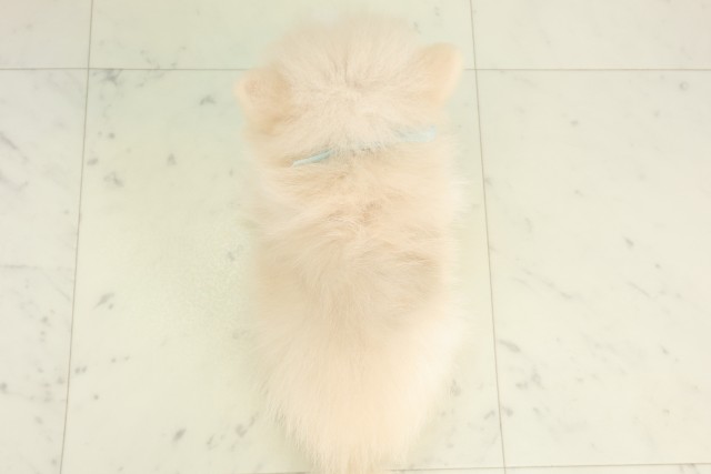 熊本県のポメラニアン (Coo&RIKUイオンモール宇城店/2026年4月27日生まれ/男の子/クリーム)の子犬の4枚目の画像