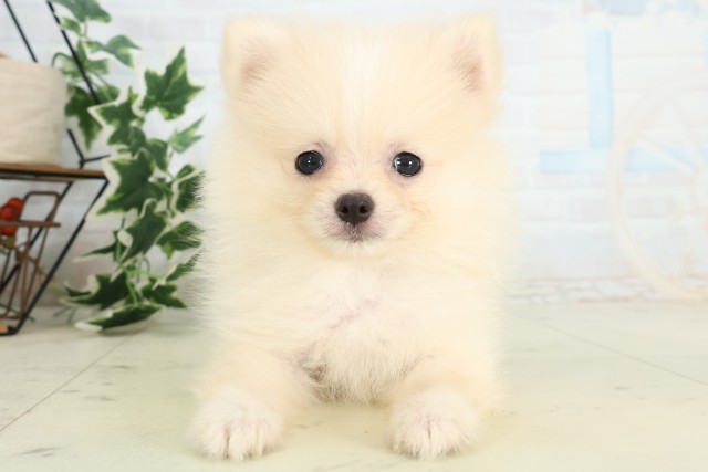 福岡県のポメラニアン (Coo&RIKU筑後店/2026年4月27日生まれ/男の子/クリーム)の子犬の1枚目の画像