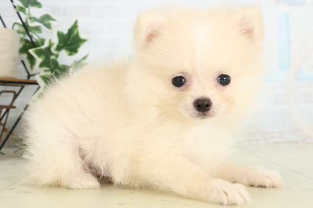 福岡県のポメラニアン (Coo&RIKU筑後店/2026年4月27日生まれ/男の子/クリーム)の子犬の2枚目の画像