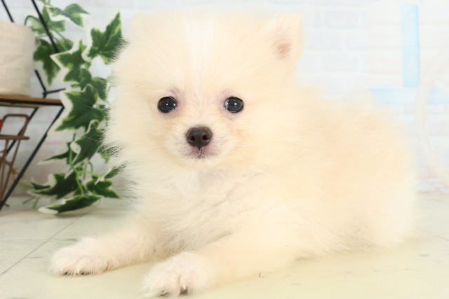 福岡県のポメラニアン (Coo&RIKU筑後店/2026年4月27日生まれ/男の子/クリーム)の子犬の3枚目の画像