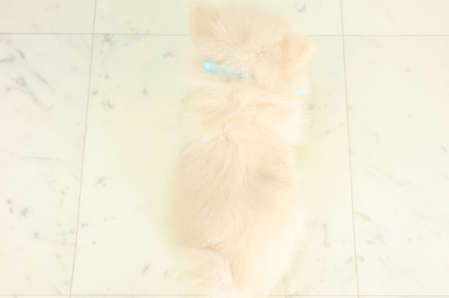 福岡県のポメラニアン (Coo&RIKU筑後店/2026年4月27日生まれ/男の子/クリーム)の子犬の4枚目の画像