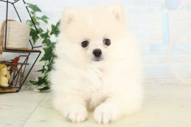 鹿児島県のポメラニアン (Coo&RIKU鹿屋店/2026年4月27日生まれ/女の子/クリーム)の子犬の1枚目の画像