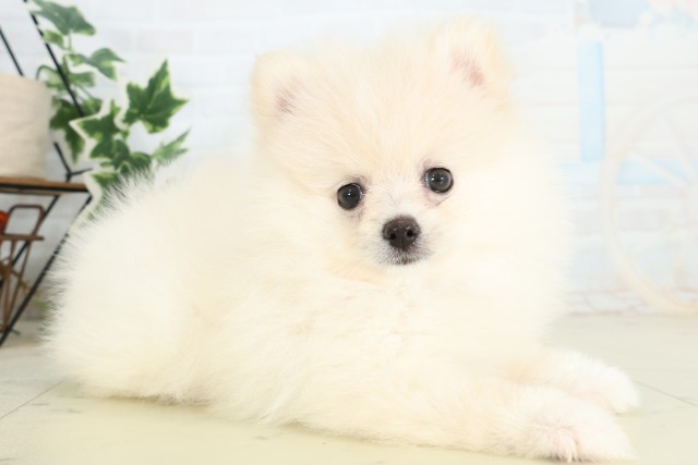 鹿児島県のポメラニアン (Coo&RIKU鹿屋店/2026年4月27日生まれ/女の子/クリーム)の子犬の2枚目の画像