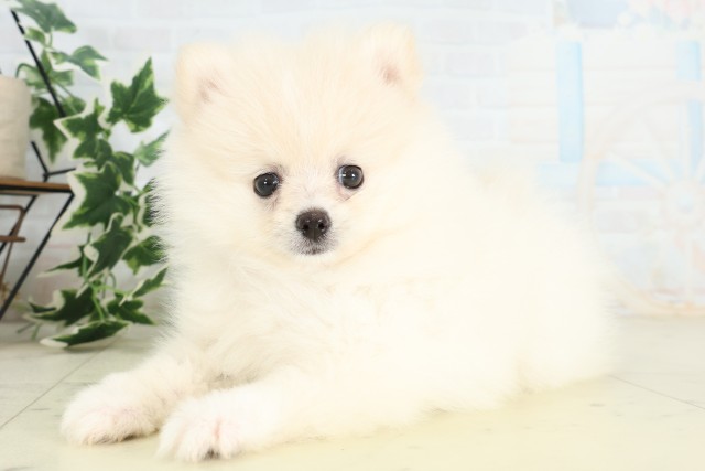 鹿児島県のポメラニアン (Coo&RIKU鹿屋店/2026年4月27日生まれ/女の子/クリーム)の子犬の3枚目の画像