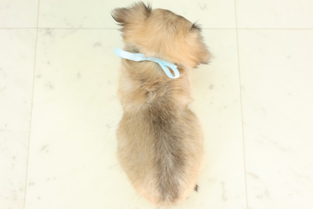 熊本県のチワワ(ロング) (Coo&RIKU宇土シティモール店/2026年4月27日生まれ/男の子/フォーン)の子犬の4枚目の画像