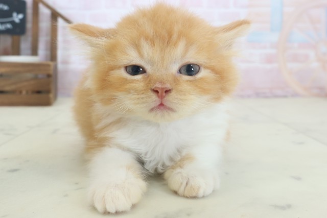 熊本県のラガマフィン (Coo&RIKU熊本店/2026年4月19日生まれ/男の子/レッドタビーホワイト)の子猫の1枚目の画像