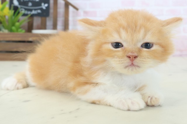 熊本県のラガマフィン (Coo&RIKU熊本店/2026年4月19日生まれ/男の子/レッドタビーホワイト)の子猫の2枚目の画像