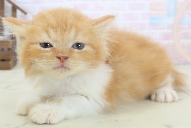 熊本県のラガマフィン (Coo&RIKU熊本店/2026年4月19日生まれ/男の子/レッドタビーホワイト)の子猫の3枚目の画像