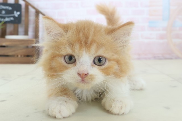 福岡県のラガマフィン (Coo&RIKU行橋店/2026年4月19日生まれ/男の子/レッドタビーホワイト)の子猫