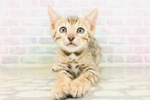 東京都のベンガル (Coo&RIKU武蔵小山店/2026年4月24日生まれ/男の子/ブラウンスポットタビー)の子猫の1枚目の画像