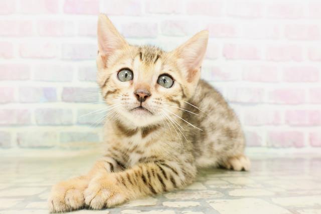 東京都のベンガル (Coo&RIKU武蔵小山店/2026年4月24日生まれ/男の子/ブラウンスポットタビー)の子猫の2枚目の画像