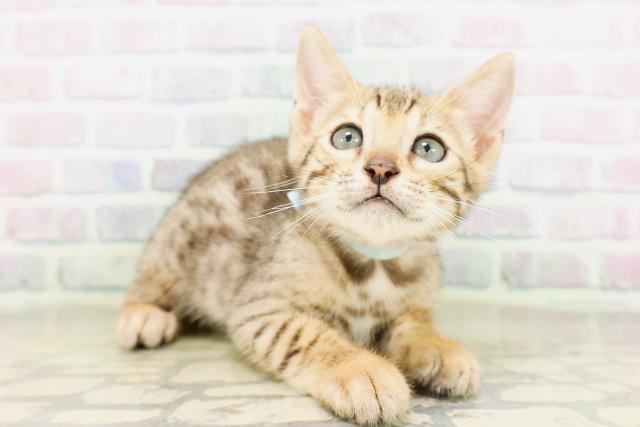 東京都のベンガル (Coo&RIKU武蔵小山店/2026年4月24日生まれ/男の子/ブラウンスポットタビー)の子猫の3枚目の画像
