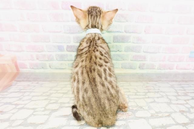 東京都のベンガル (Coo&RIKU武蔵小山店/2026年4月24日生まれ/男の子/ブラウンスポットタビー)の子猫の4枚目の画像