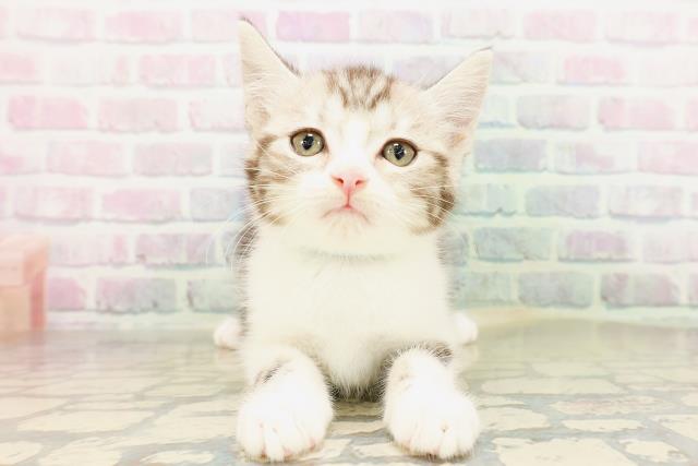 埼玉県のマンチカン (Coo&RIKU所沢店/2026年4月29日生まれ/男の子/シルバータビーホワイト)の子猫の1枚目の画像