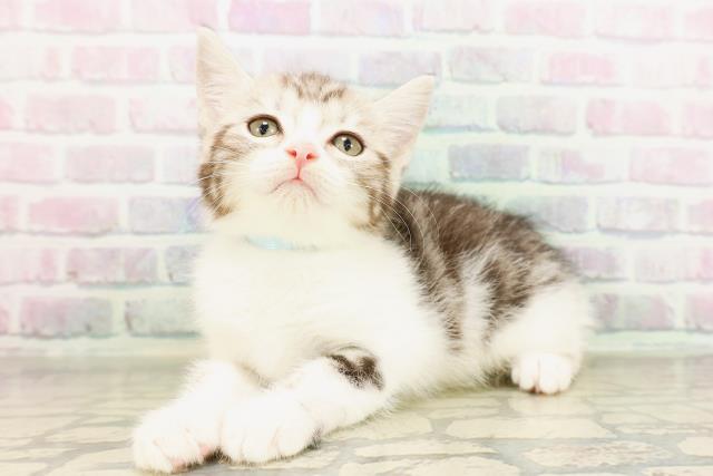 埼玉県のマンチカン (Coo&RIKU所沢店/2026年4月29日生まれ/男の子/シルバータビーホワイト)の子猫の2枚目の画像