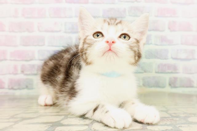 埼玉県のマンチカン (Coo&RIKU所沢店/2026年4月29日生まれ/男の子/シルバータビーホワイト)の子猫の3枚目の画像