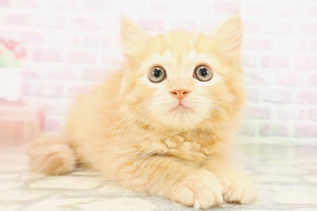 神奈川県のマンチカン (Coo&RIKU横浜港南台店/2026年4月16日生まれ/男の子/レッドマッカレルタビー)の子猫の3枚目の画像