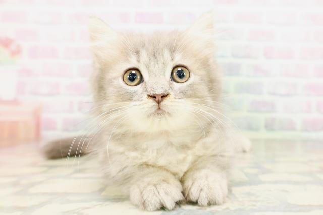東京都のマンチカン (Coo&RIKU中野サンモール店/2026年4月16日生まれ/女の子/ブルータビー)の子猫の1枚目の画像