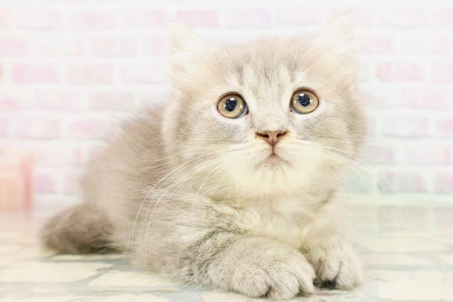 東京都のマンチカン (Coo&RIKU中野サンモール店/2026年4月16日生まれ/女の子/ブルータビー)の子猫の3枚目の画像