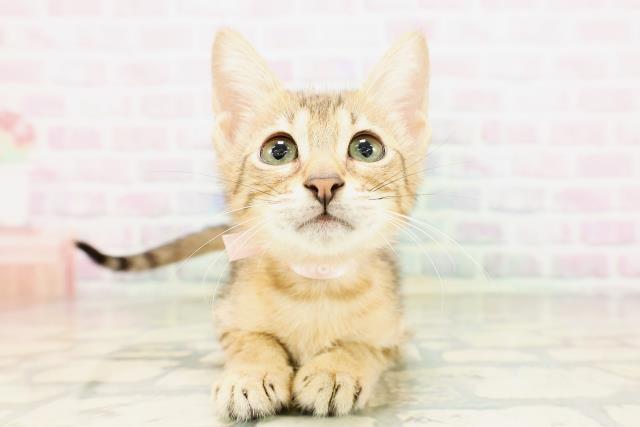 東京都のエジプシャンマウ (Coo&RIKU新小岩店/2026年4月14日生まれ/女の子/ブロンズ)の子猫の1枚目の画像