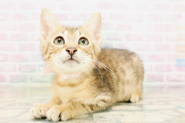 東京都のエジプシャンマウ (Coo&RIKU新小岩店/2026年4月14日生まれ/女の子/ブロンズ)の子猫の2枚目の画像