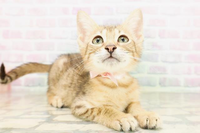 東京都のエジプシャンマウ (Coo&RIKU新小岩店/2026年4月14日生まれ/女の子/ブロンズ)の子猫の3枚目の画像