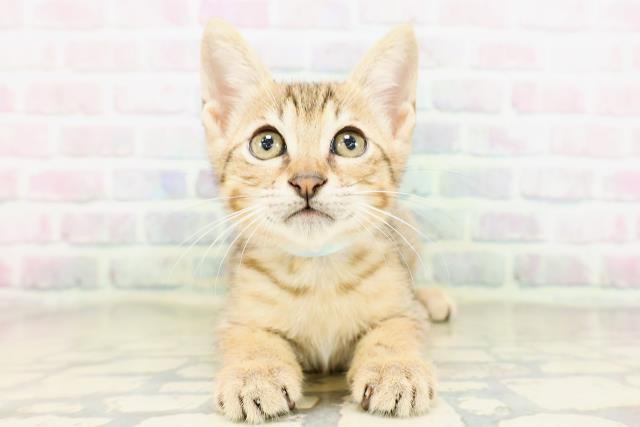 東京都のエジプシャンマウ (Coo&RIKU大久保店/2026年4月27日生まれ/男の子/ブロンズ)の子猫の1枚目の画像