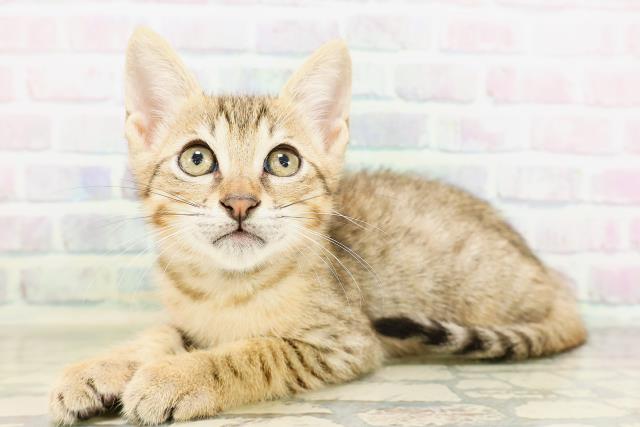 東京都のエジプシャンマウ (Coo&RIKU大久保店/2026年4月27日生まれ/男の子/ブロンズ)の子猫の2枚目の画像